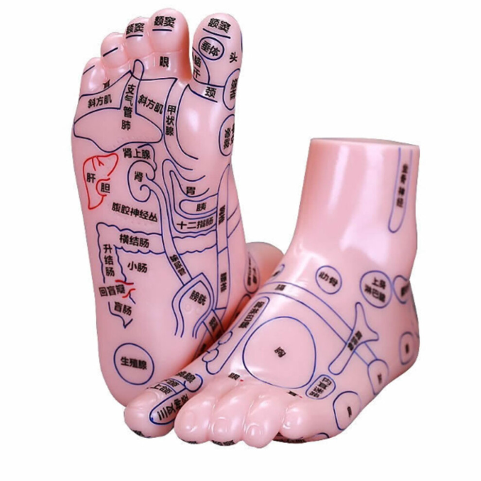 Foot Acupuncture Model, Acupuncture Point Teaching Aid for Human Feet