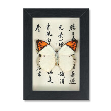 Handmade Butterfly Shadow Box Vintage Insect Display Frame for Collectors Wall or Desk Decor