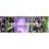 Glade 2 x Glade Automatic Spray Refill 269ml - Tranquil Lavender & Aloe 2