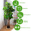 Artificial Fiddle Leaf Fig Tree, 1.5m, Indoor/Outdoor Decor 2