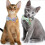 Cat collars with bell and safety clasp - Blue-green dinosaur design 4