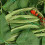 Smart Garden Smart Garden Pea & Bean Netting - 2m x 10m 1