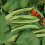 Smart Garden Smart Garden 150mm Pea & Bean Netting, Green - 2m x 5m 2
