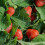Smart Garden Smart Garden Garden Netting - 4m x 10m 1
