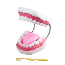Human Teeth Model with Movable Soft Tongue, Clear Anatomy Display, Dental Teaching and Brushing Demo