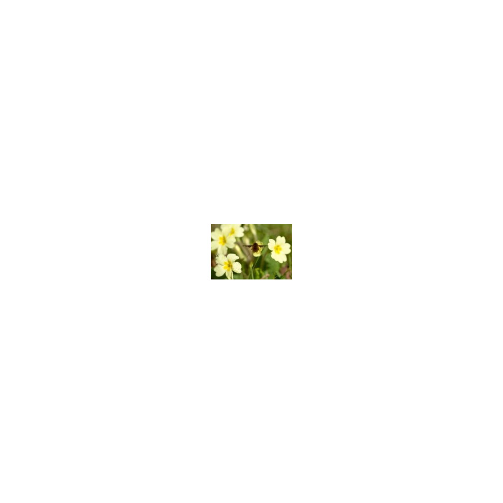 Just Seed Justseed - Wild Flower - Primula Vulgaris - Common Primrose - 50 Seeds