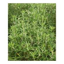 PREMIER SEEDS DIRECT - HERB - Rosemary - 300 Seeds (ROSEMARINUS OFFICINALIS)