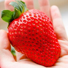 Welldales UK 50 Pieces Large Strawberry Seeds Big Red Aromatic Fruit Seed for Gardens Patios Balconies