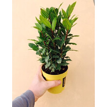 Laurus nobilis, Bay Tree, Large Plant in a 13cm Pot, Cooking Bay Leaf Tree Herb