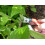 Okatsune 103 Bypass Secateurs 6