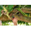 Okatsune 103 Bypass Secateurs 5