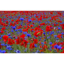Wildflower Seed Cornfield Annual Red English Poppy Cornflowers Mix British Garden Native Mix (1000, Grams)