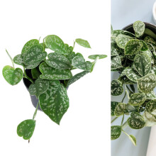 Scindapsus pictus ‘Argyraeus' - Satin Pothos Indoor Plant in 12cm Pot - Silvery Toned Foliage (1 Plant)