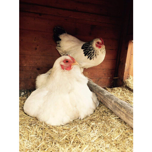 Dengie Fresh Bed For Chickens 100 litre, Chicken bedding | durable 1