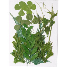 Real Dried Flowers and Pressed Leaves for DIY Crafts Scrapbooking Jewelry Making 20 PCS Green
