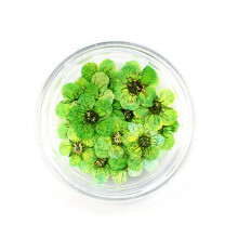 Dried Pressed Flowers MultiColor Set for Resin Crafts Jewelry Candle Soap Making 20pcs Green