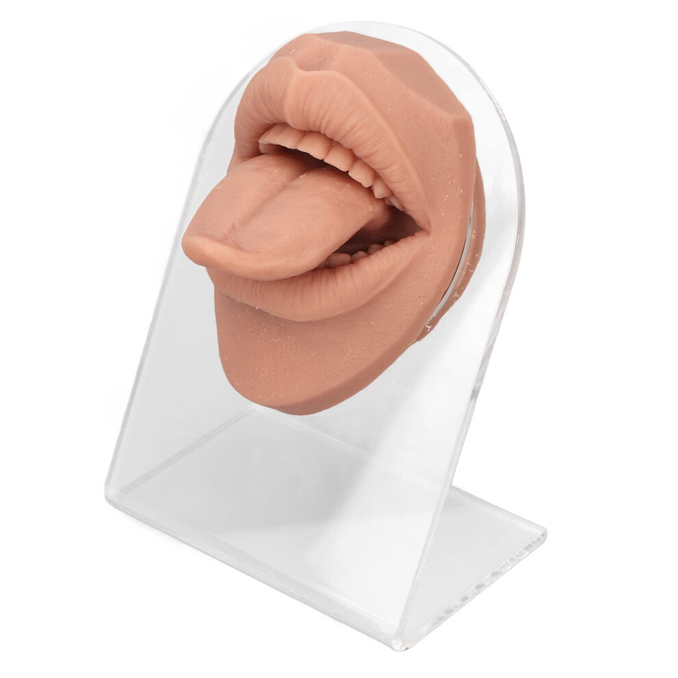 Silicone Tongue Model for Piercing Practice with Realistic Anatomy and Flexible Design on Acrylic Stand