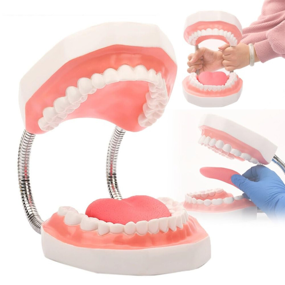 Dental Teaching Model 6X Enlarged Tooth with Movable Tongue and Hinged Jaw for Oral Care Demo