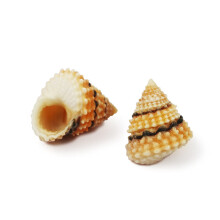Hermit Crab Shells Natural Sea Conch 2.5cm Pack of 2 for Growing Crabs and Tank Decoration
