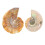 2 τεμάχια αμμωνίτη σημάδι παιδικά παιχνίδια στολίδι απολιθωμένο δείγμα παιδικό 1