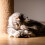 Melody Chaser, peluche interattivo per cani e gatti a forma di uccellino. 4