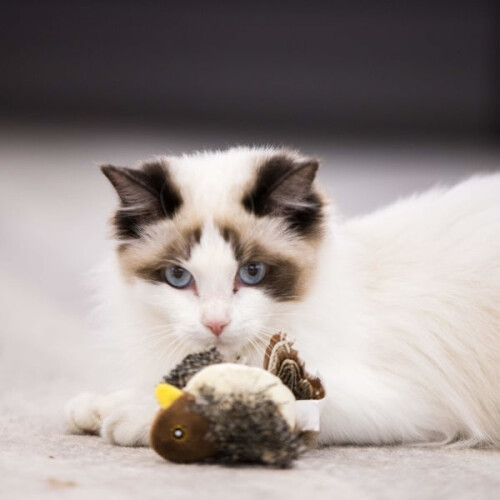 Melody Chaser, peluche interattivo per cani e gatti a forma di uccellino. 1