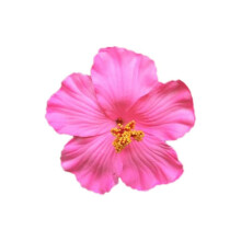 Hawaii hajcsat virággal, valósághű hibiszkusz hajcsat, bohém virágos hajkiegészítő táncosoknak, esküvői strandparti hajcsat rózsaszín