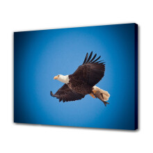 Weißkopfseeadler-Leinwandposter Schlafzimmerdeko Sportlandschaft Büroraumdeko Geschenk, Rahmenstil, 8x12 Zoll (20x30 cm)
