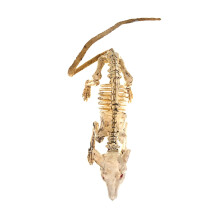 Halloween-hiiren luurankokoriste, eläimen luurankomalli, yhteensopiva pihan, puutarhan, nurmikon ja terassijuhlien kanssa, kauhea rotan luu