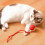 Balle interactive automatique pour chat avec détection d'obstacles - Gris 4