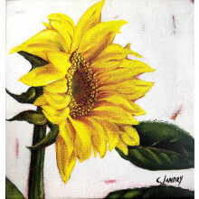 Sunflower Painting Reproduction on a 12"x 12" Wrapped Canvas by Artist Carol Landry
