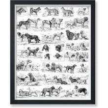 Poster științific antic - Imprimeu vintage cu rasă de câine (pudel, ciobănesc german) - Artă murală cu biologie, 8x10 negru, fără ramă -