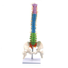 45cm s modelem pánve a anatomie lidské páteře, výukové materiály pro studenty