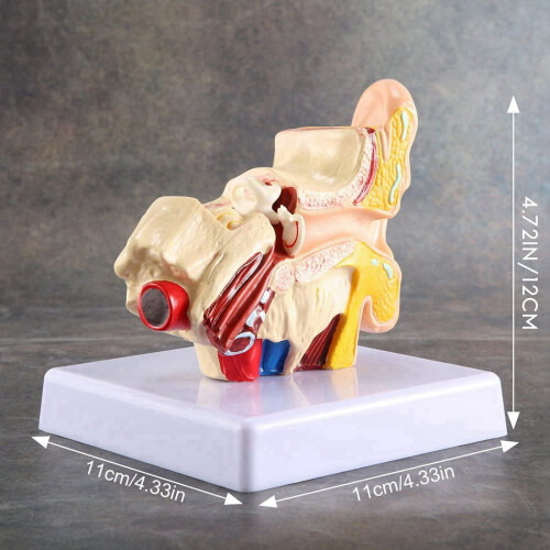 2 Pcs 1.5X Human Ear Anatomy Model - Professional Desktop Inner Ear Structure Simulation Model for Education 2