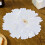 COOLL Table Doily Indeformable Wide Application Creative Flower Embroidery Lace Polyester Table Doily 2