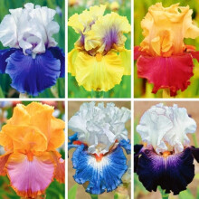 Bulbi di iris, iris barbuta da piantare, pianta perenne facile da coltivare, rizoma piacevolmente profumato e resistente al freddo, ideale per fiori