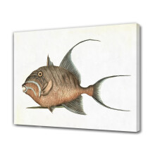 Affiche sur toile avec peinture de poisson, décoration de chambre, paysage sportif, décoration de bureau, cadeau, style encadré, 40 x 60 cm (16 x