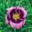 Φυτό Daylily - Μικτές χρωματικές ρίζες Daylily για φύτευση - Καλλιεργήστε όμορφα πολυετή 3