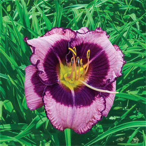 Φυτό Daylily - Μικτές χρωματικές ρίζες Daylily για φύτευση - Καλλιεργήστε όμορφα πολυετή 2