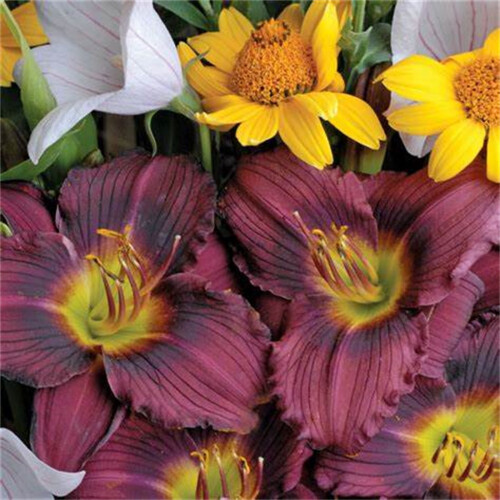 Φυτό Daylily - Μικτές χρωματικές ρίζες Daylily για φύτευση - Καλλιεργήστε όμορφα πολυετή 1