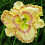 Φυτό Daylily - Μικτές χρωματικές ρίζες Daylily για φύτευση - Καλλιεργήστε όμορφα πολυετή 4