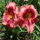 Φυτό Daylily - Μικτές χρωματικές ρίζες Daylily για φύτευση - Καλλιεργήστε όμορφα πολυετή 5