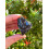 Black Obsidian Rough Stones, Raw Black Obsidian 2
