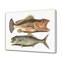 Affiche sur toile avec peinture de poisson, décoration de chambre, paysage sportif, décoration de bureau, cadeau, style encadré, 40 x 60 cm (16 x