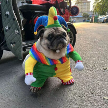 Husdjur för hund katt hund husdjurskläder katt liten hund nallebjörn po meranian söt clown slickande hund rolig förvandlingsklänning