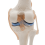 Anatomisches Kniegelenkmodell mit Bändern, lebensgroß 5