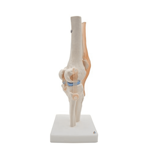 Anatomisches Kniegelenkmodell mit Bändern, lebensgroß 2