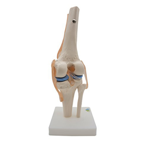 Anatomisches Kniegelenkmodell mit Bändern, lebensgroß 1
