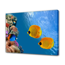 Tableau sur toile représentant le monde sous-marin coloré - Poissons et corail, affiche artistique, 30 x 45 cm (12 x 18 pouces), style encadré,