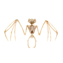 Économies d'Halloween ! Avtoify Accessoires de squelette d'Halloween, décoration de squelette de chauve-souris pour jardin, maison hantée, cour ou